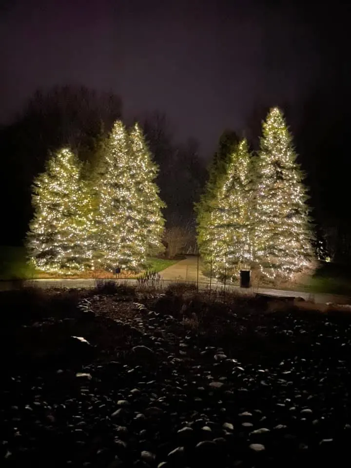 Five tall evergreen trees wrapped in warm white lights at night beside a walkway, with a river rock bed in the foreground.