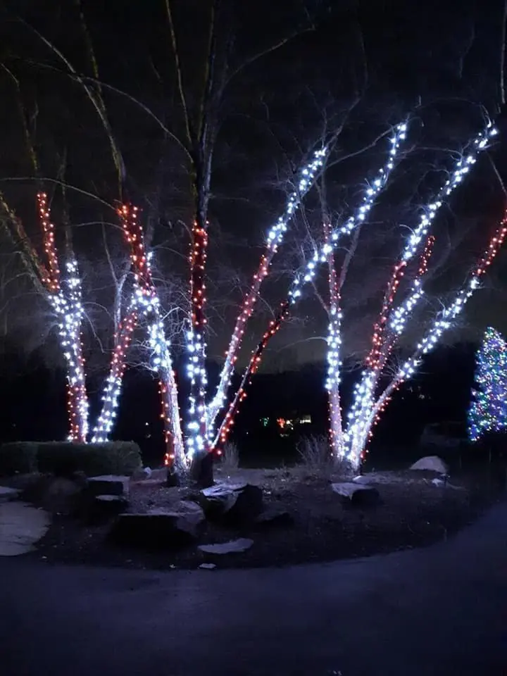 A clump of birch trees at night with trunks and limbs wrapped in cool white and red mini lights, beside a landscaped bed of boulders.