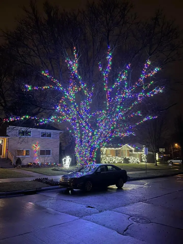 A large bare tree in a front yard at night wrapped from the trunk to the branch tips in multicolor lights, with lit homes behind it.
